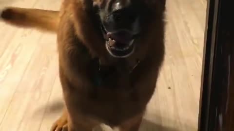 German Shepherd throws hilarious temper tantrum when told "NO"