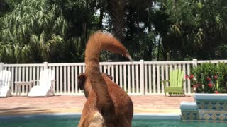 Poolside Pup Helps Human