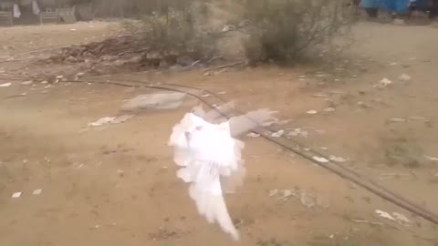 Pigeon flip-flop