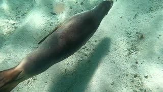 Swimming with Playful Sea Lions in Western Australia