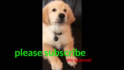 Ultimate Baby Dogs - Cute and Funny Dog Videos Compilation #shorts