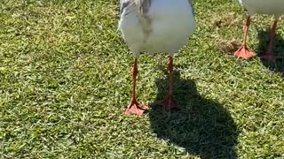 Bird with Severe Neck Injury Still Tries to Eat Fry