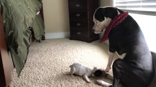 American Bulldog unimpressed with French Bulldog puppy