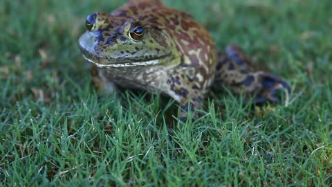 Very Large Bullfrog up close