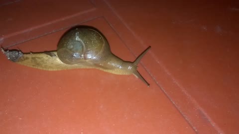 snail - beautiful snail