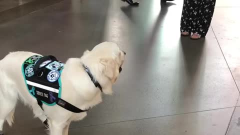 Service Dog and Shoes