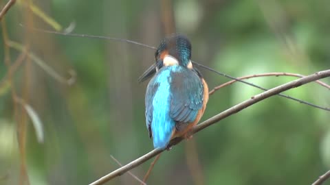 Common Kingfisher at Venus Ranch