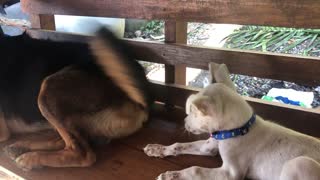 Pooch's Pal Endures Happy Tail Taps