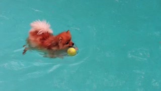 Cooper the Pomeranian playing in pool