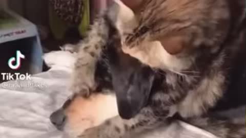 Cat licking dog and then oops