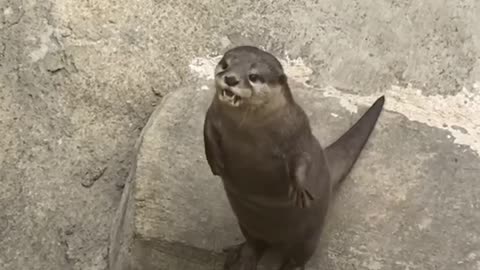 Berbudi playing the air guitar and can sing.