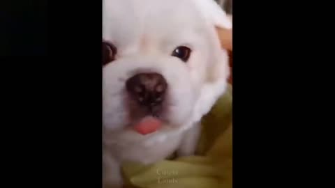 Cutest Baby Dog and Cat Cute and Funny Dog Videos Compilation1