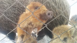 A family of wild boars