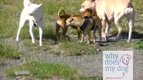 See What Does An Awesome Dog Meeting Look Like