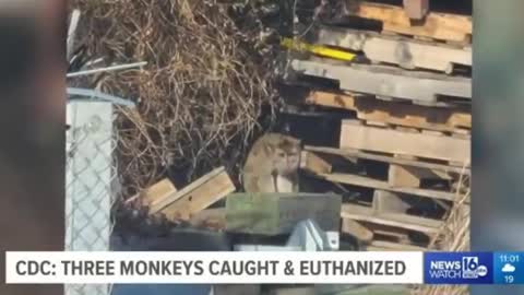 CDC MONITORING RESIDENTS FOLLOWING CRASH OF SEMI CARRYING TEST MONKEYS