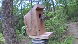 Chickadee protecting his home