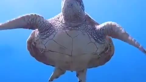 Turtles swimming peacefully at the bottom of the ocean.