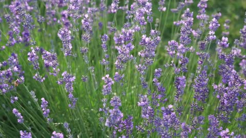 Flower Field