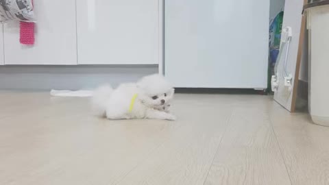 Cute pomeranian puppy!
