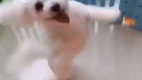 Dog dance video link kumplitt