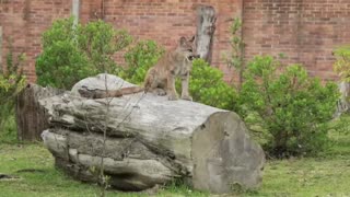 [Video] Rehabilitan a puma recuperada en Bogotá