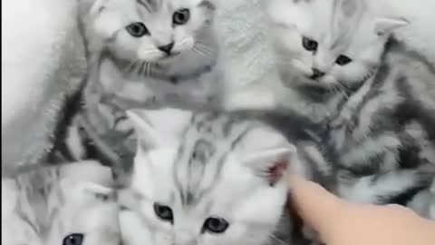5 Cute and Adorable Cats #rumble