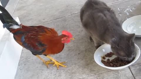 The rooster chased the cat away and ate the cat food