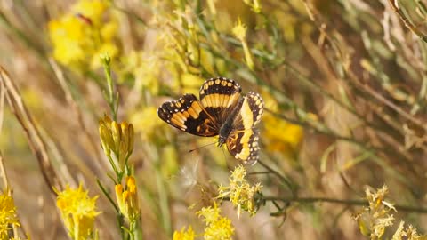 Butterfly Flying From A Flower