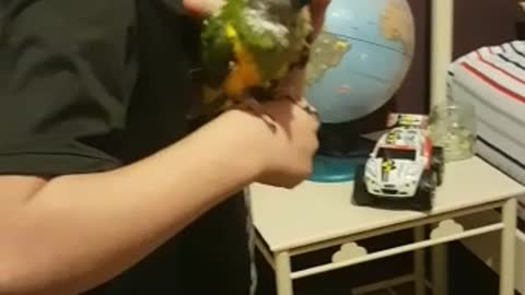 Casco Papagei