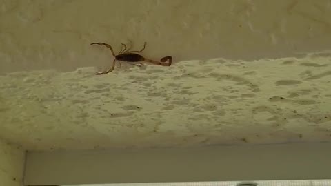 Scorpion on my wall