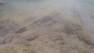 Thousands of tilapia invade Kauai's Napali Coast