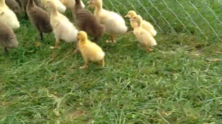 Got 7 more ducks