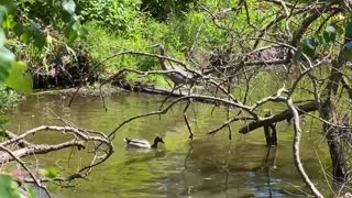 Turtle sunbathing, ducks swimming, heron walking