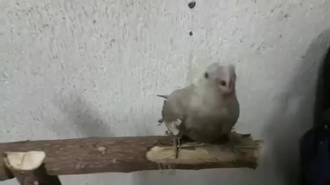 How To Communicate With Baby Cockatiels