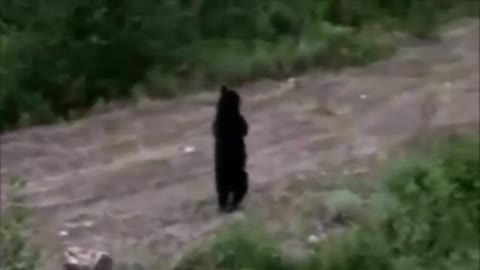 Just bear walking upright like a human