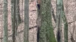 Wood pecker pecking a tree