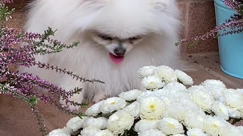 An Adorable White Dog close to White Flowers