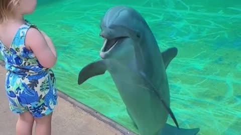 Dolphin and Little Girl have a connection