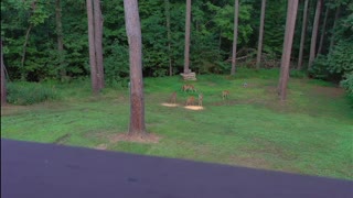 Backyard Deer