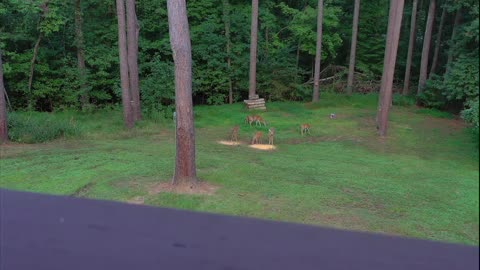 Backyard Deer