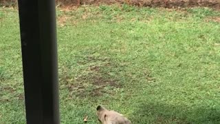 Brown dog laying in backyard on grass biting at the air