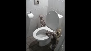 sphynx cat flushes toilet