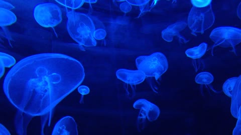 Under Water Jellyfish