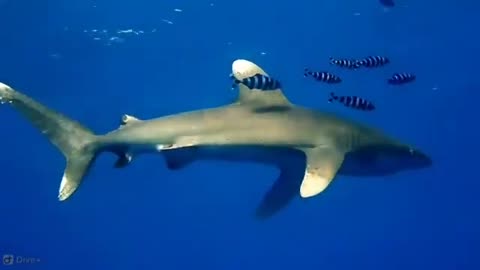 The oceanic whitetip shark (Carcharhinus longimanus)