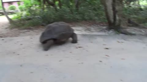 tortoise Crossing