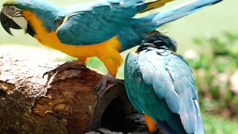 parrot dipankar,bolane wala parrot,bird parrot nature animal,parrot video,parrot,birds animals