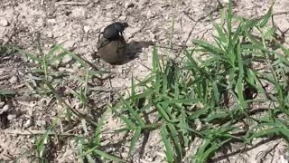 Crazy Dung Beetle?