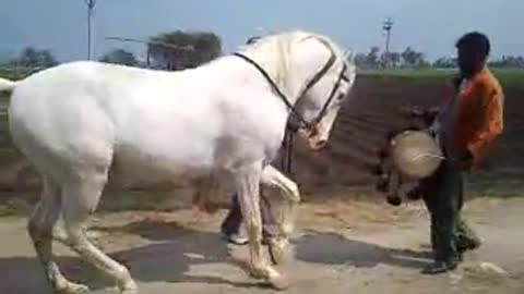 A Horse shaking a leg to drums!