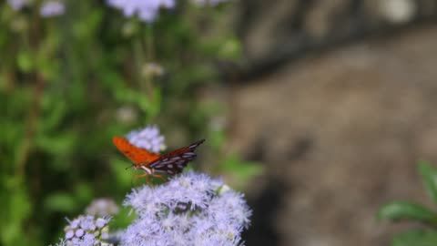 Orange butterfly on a flower.