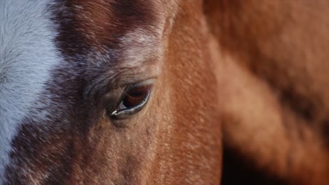 The tenderness of the horse in the nearest scene with the best quality